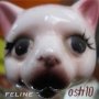 Osh10 - Feline